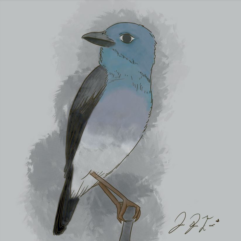 Ilustración cientifica de ave